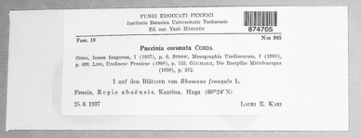Puccinia coronata image